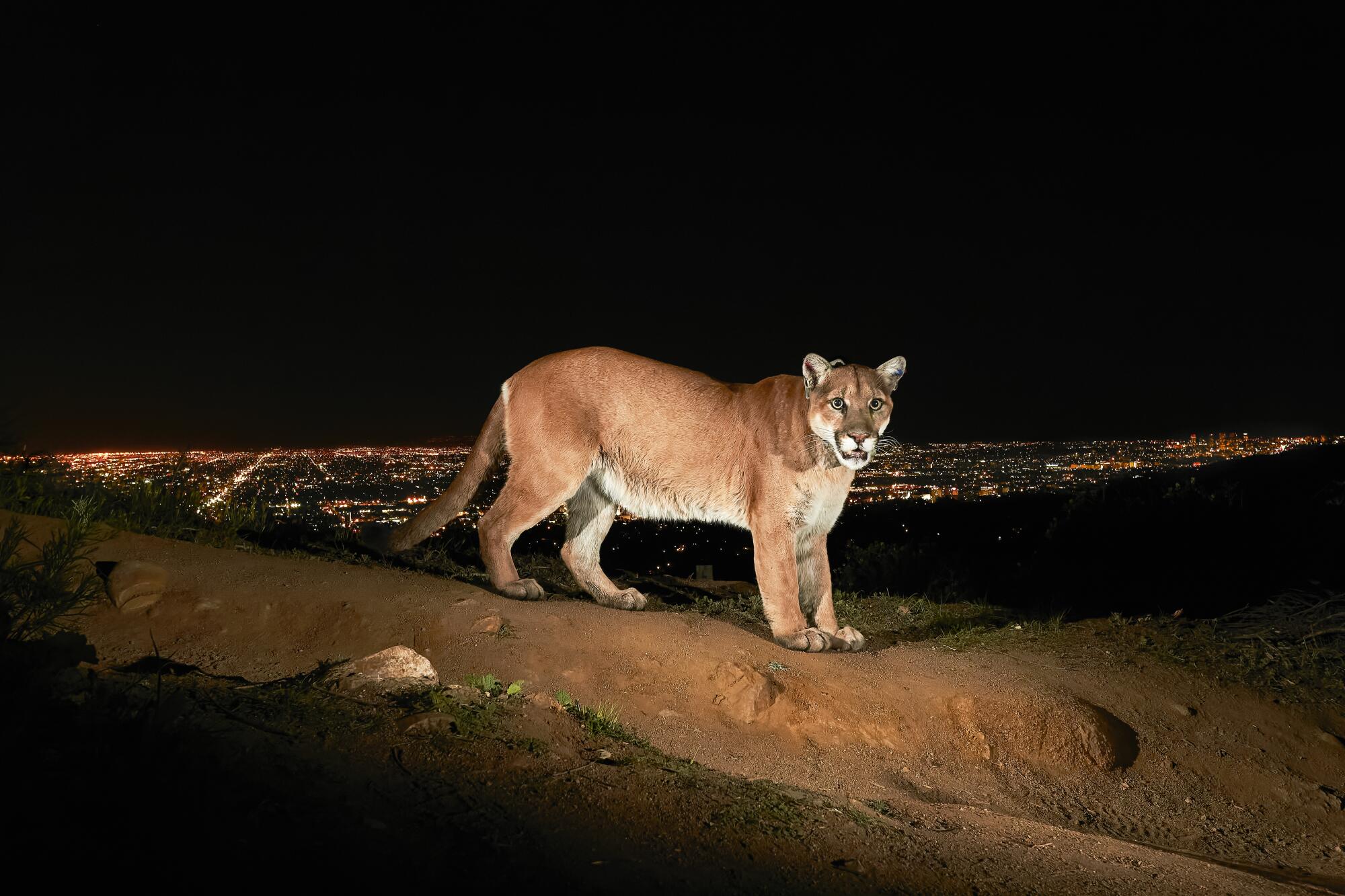 mountain lion